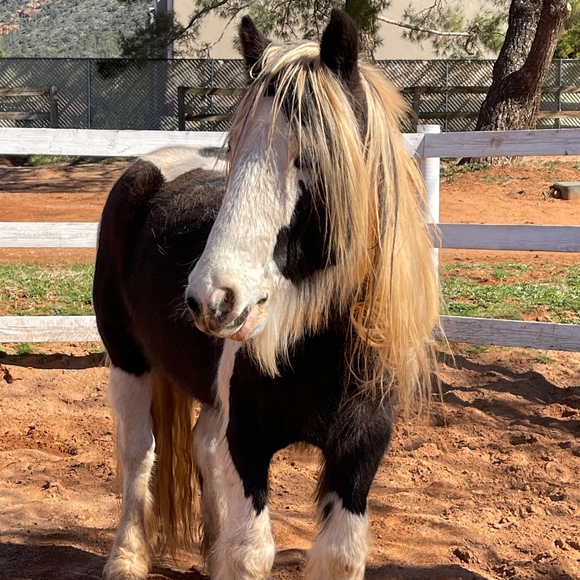 sandrasedona